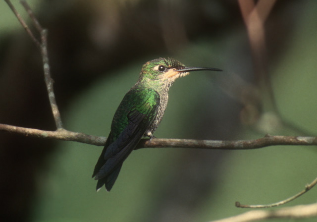 Heliodoxa jacula Trochilidae