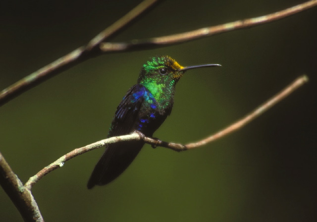 Thalurania fannyi Trochilidae