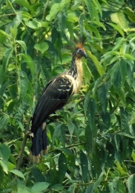 Opisthocomus hoazin Opisthocomidae