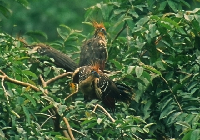 Opisthocomus hoazin Opisthocomidae