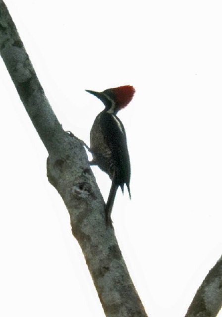 Dryocopus lineatus Picidae