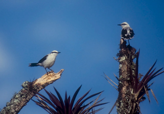 Fluvicola nengeta Tyrannidae