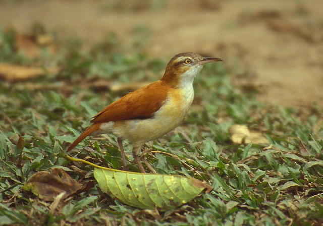 Furnarius leucopus cinnamomeus Furnariidae