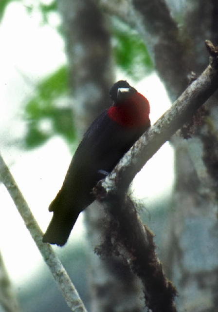 Querula purpurata Cotingidae