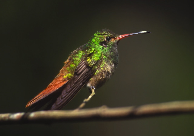 Amazilia tzacatl Trochilidae