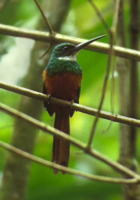 Galbula ruficauda Galbulidae