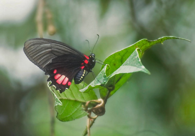 Mimoides xeniades Papilionidae