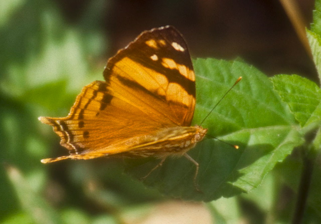 Hypanartia lethe Nymphalidae
