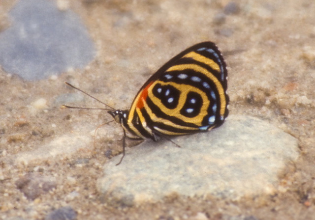 Callicore pygas cyllene Nymphalidae