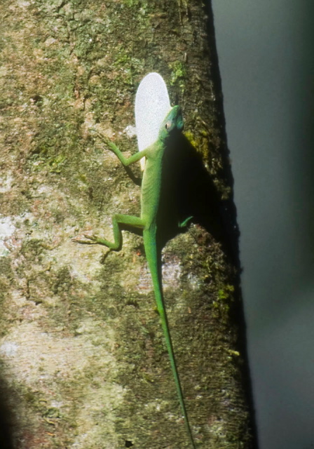 Norops sp. Polychrotidae