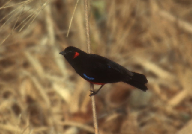 Anisognathus igniventris Thraupidae