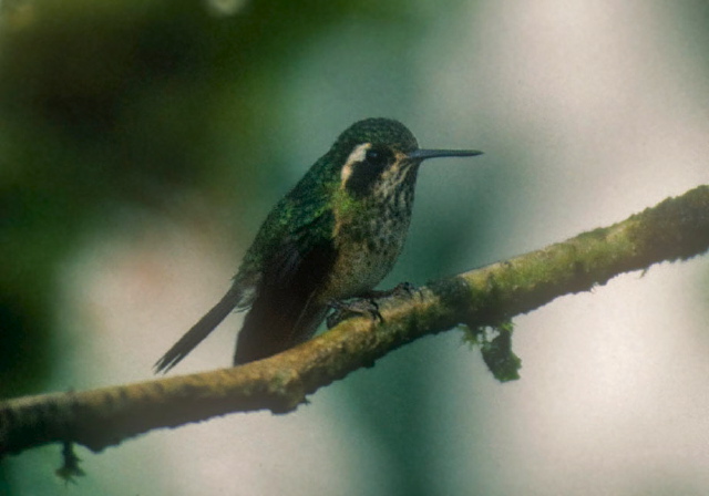 Adelomyia melanogenys Trochilidae