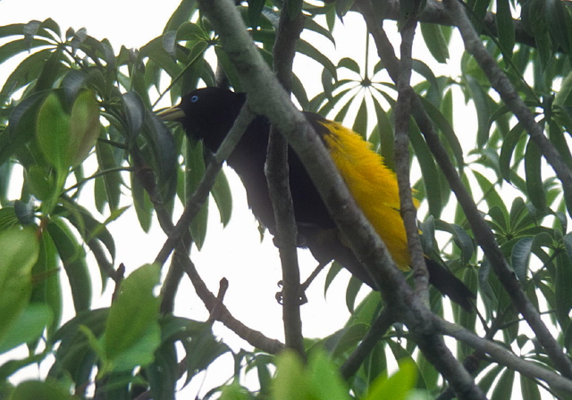 Cacicus cela Icteridae