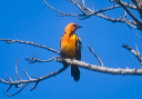 altamira_oriole_0064