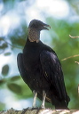 american_black_vulture_0003