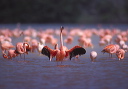 american_flamingo