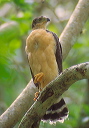 bicoloured_hawk