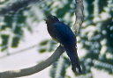 black-headed_trogon_0068