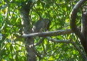 boat-billed_heron0037