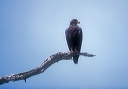 common_black_hawk_0008