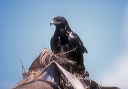 common_black_hawk_0013