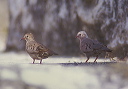 common_ground_doves