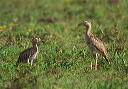double-striped_thick-knee_1
