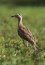 double-striped_thick-knee_2