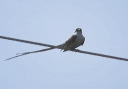 fork-tailed_flycatcher_0019