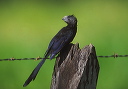 groove-billed_ani