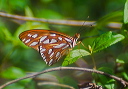 gulf_fritillary_0020