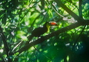 keel-billed_toucan_0024