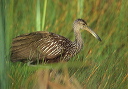 limpkin