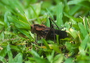 lubber_grasshopper_0058