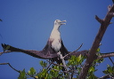 magnificent_frigatebird