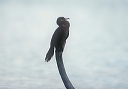 neotropic_cormorant_0044