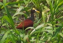 northern_jacana