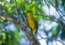 oriole_fledgling_0063