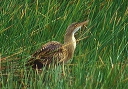 pinnated_bittern