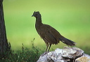 plain_chachalaca