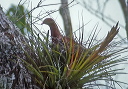 red-billed_pigeon_0046