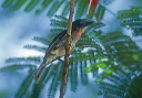 rose-throated_becard_0018