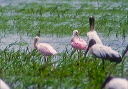 roseate_spoonbill_0004