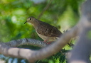 ruddy_ground_dove_0005