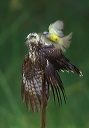 snail_kite