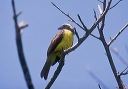 social_flycatcher_0029