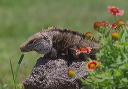 spiny_tail_iguana