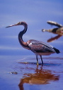 tricolored_heron_0040