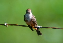 vermillion_flycatcher_0028