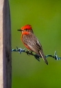 vermillion_flycatcher_0038